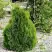 Туя МИКИ западная в Речице
