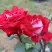Роза АЛЬЯНС чайно-гибридная в Речице