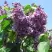 Сирень ВИОЛЕТТА в Речице