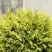 Туя ГОЛДЕН ГЛОБ западная в Речице
