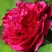 Пион НОЧНЫЕ ГРЕЗЫ древовидный в Речице
