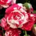 Роза ФАЙЕР ВОРКС миниатюрная в Речице