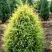 Можжевельник ГОЛД КОН обыкновенный в Речице