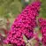 Буддлея давида РОЯЛ РЕД в Речице