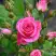 Роза ЛАВЛИ ЛИДИЯ спрей в Речице
