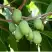 Актинидия РОГОВ аргута в Речице