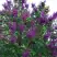 Сирень СУМЕРКИ в Речице