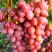 Виноград КИШМИШ КРАСНЫЙ в Речице
