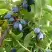 Жимолость съедобная НАРЫМСКАЯ в Речице