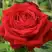 Роза СОФИ ЛОРЕН чайно-гибридная в Речице