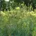 Василистник ГЛАУКУМ желтый в Речице