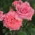Роза ПЬЕР КАРДЕН чайно-гибридная в Речице