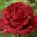 Роза РЕД ИНТУИШН чайно-гибридная в Речице