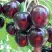 Черешня ЛЮБИМИЦА АСТАХОВА в Речице