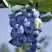 Голубика ТОРО в Речице
