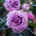 Роза СИЛЬВЕР КВИК плетистая в Речице