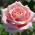 Роза ФРЕДЕРИК МИСТРАЛЬ чайно-гибридная в Речице