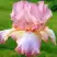 Ирис БЛАШИНГ ПИНК бородатый в Речице