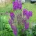 Коровяк ВИОЛЕТТА (вербаскум) в Речице