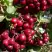 Рябина ГРАНАТНАЯ сладкоплодная в Речице