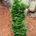 Туя СПИРАЛИС МИНИ западная в Речице