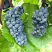 Виноград ВЭЛИАНТ в Речице