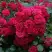 Роза РАДОСТЬ САДОВНИКА (ГАРТЕН ФРОЙДЕ) почвопокровная в Речице