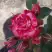 Роза ФАЙЕР ВОРКС миниатюрная в Речице