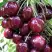 Черешня СИЛЬВИЯ колоновидная в Речице