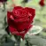 Роза ТАБУ чайно-гибридная в Речице
