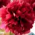 Пион БЕЛГРАВИЯ травянистый в Речице