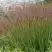 Просо ШЕНАНДО прутьевидное в Речице