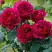 Роза КЕЙТ английская в Речице