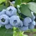 Голубика БЛЮЭТТА в Речице