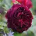 Роза МАНСТЕД ВУД английская в Речице