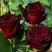 Роза ЧЕРНАЯ МАГИЯ чайно-гибридная в Речице
