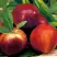 Нектарин СТАРК РЕД ГОЛД в Речице