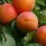 Абрикос ГРАФИНЯ в Речице