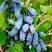Жимолость съедобная БАКЧАРСКИЙ ВЕЛИКАН в Речице
