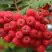 Рябина АЛАЯ КРУПНАЯ сладкоплодная в Речице