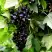 Смородина чёрная БЕЛОРУССКАЯ СЛАДКАЯ в Речице