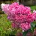 Гортензия МЕГА МИНДИ метельчатая в Речице