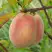 Персик ЕЛГАВСКИЙ в Речице