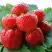 Клубника ВИМА ЗАНТА в Речице