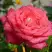 Роза ПЬЕР КАРДЕН чайно-гибридная в Речице