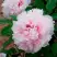 Пион ПЕРСИК ПОД СНЕГОМ древовидный в Речице