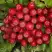 Рябина РУБИНОВАЯ сладкоплодная в Речице