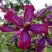 Клематис СВИТ САММЕР ЛАВ в Речице
