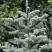 Пихта благородная в Речице