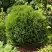 Туя ТИНИ ТИМ западная в Речице